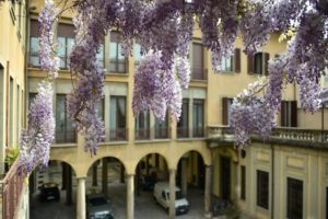 il glicine più antico di milano